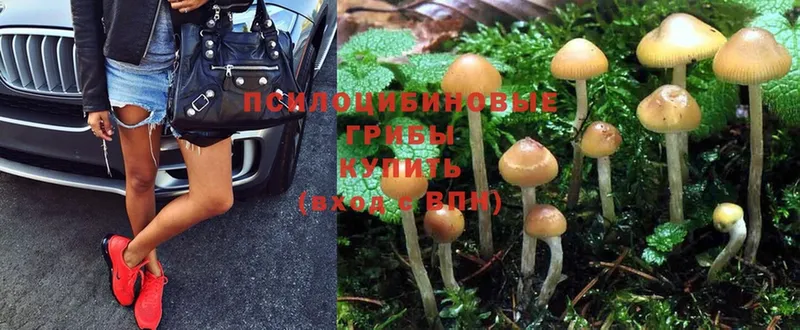 Псилоцибиновые грибы Psilocybine cubensis  Тавда 